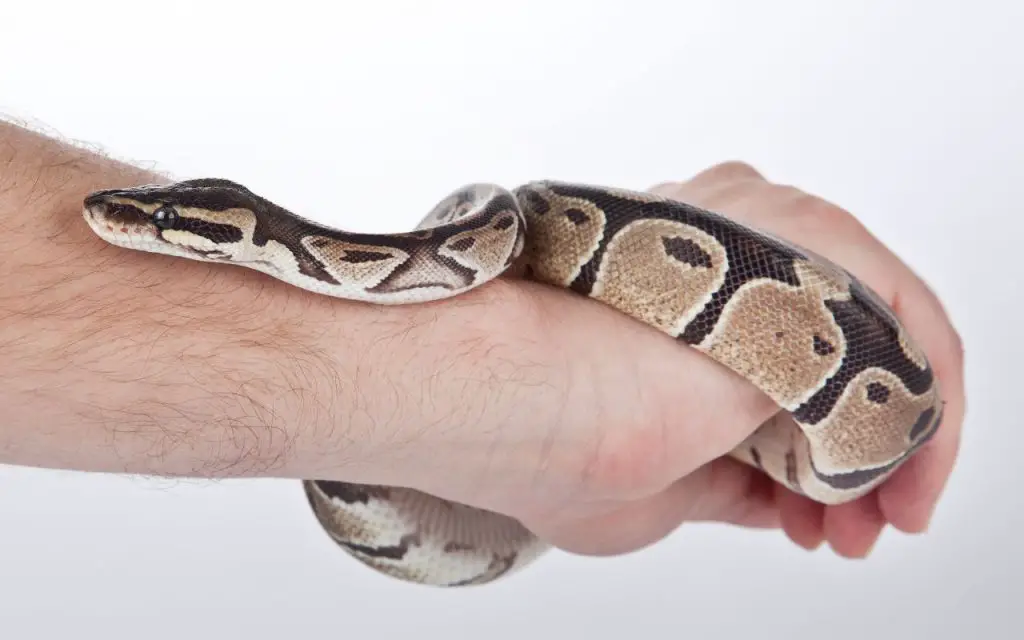 ball python body language