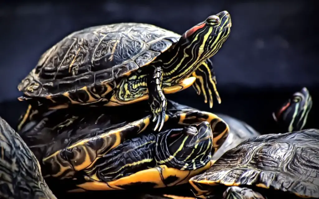 Are turtles social animals?