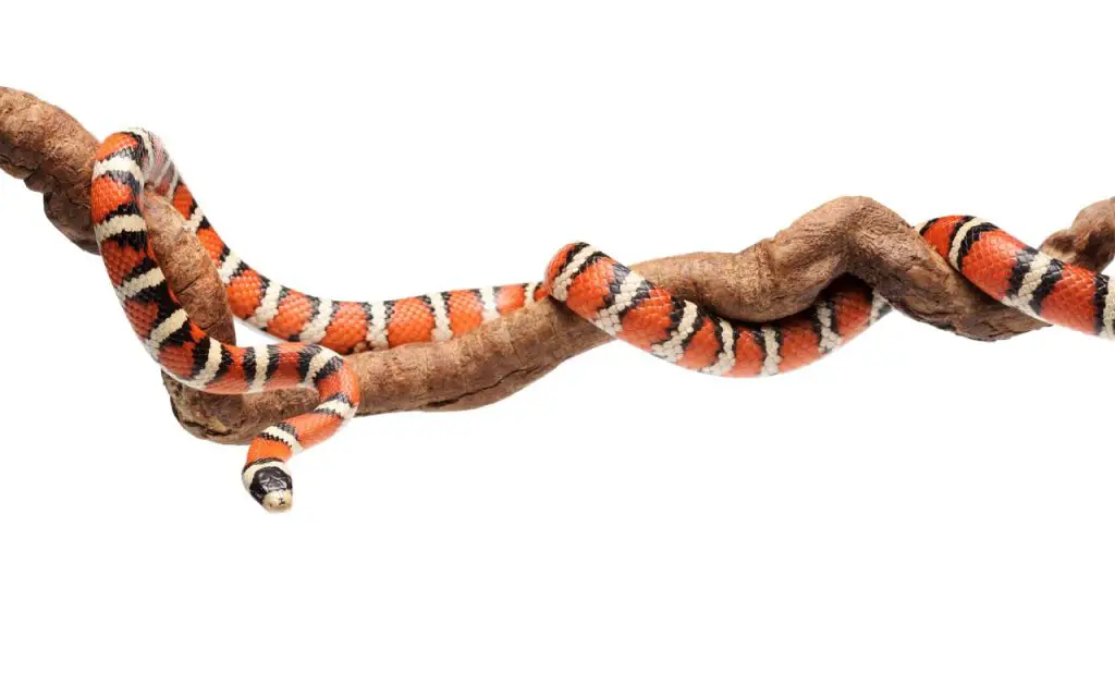 Arizona Mountain Kingsnake Care