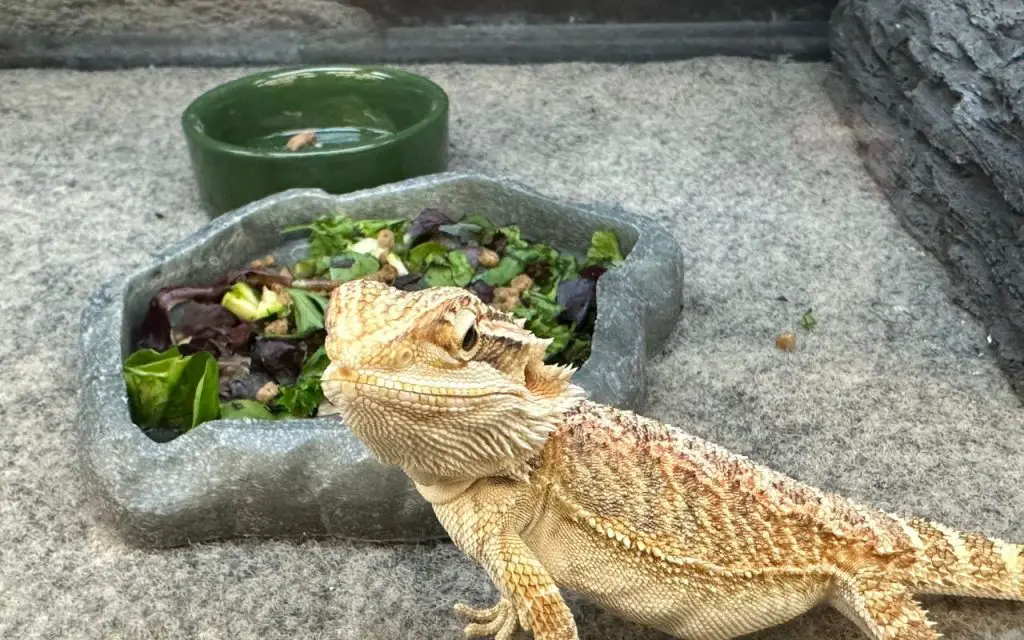 can a bearded dragon eat spinach?