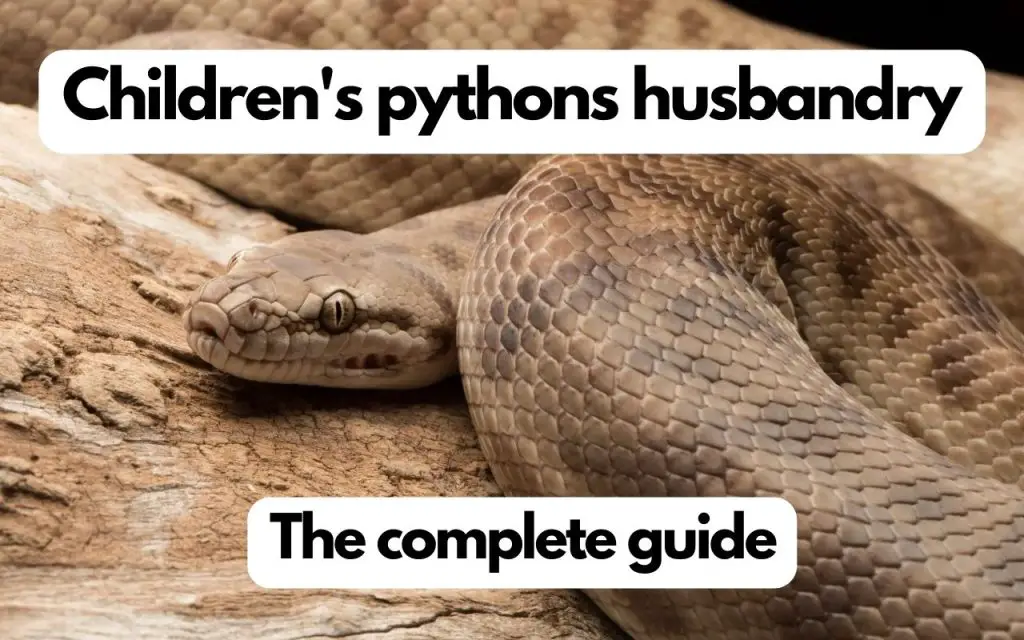 Children's pythons care guide