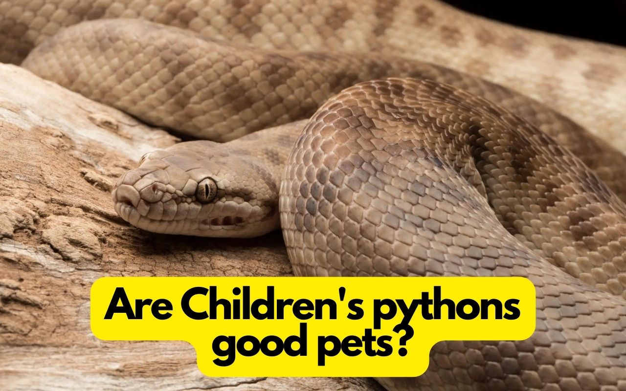 Do Children’s Pythons make good pets? A keeper’s perspective