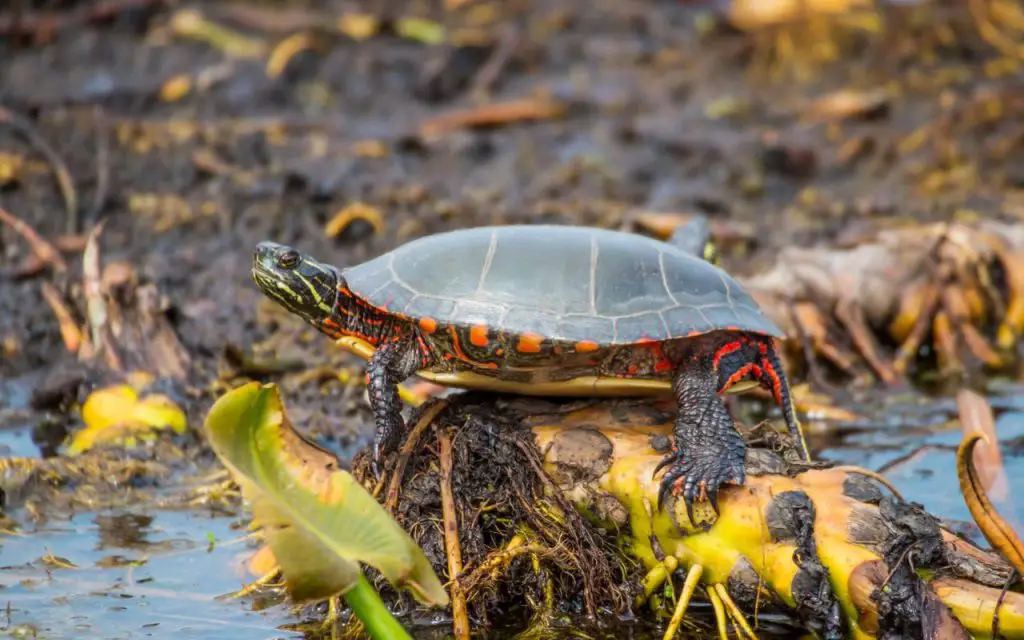 are painted turtles good pets?