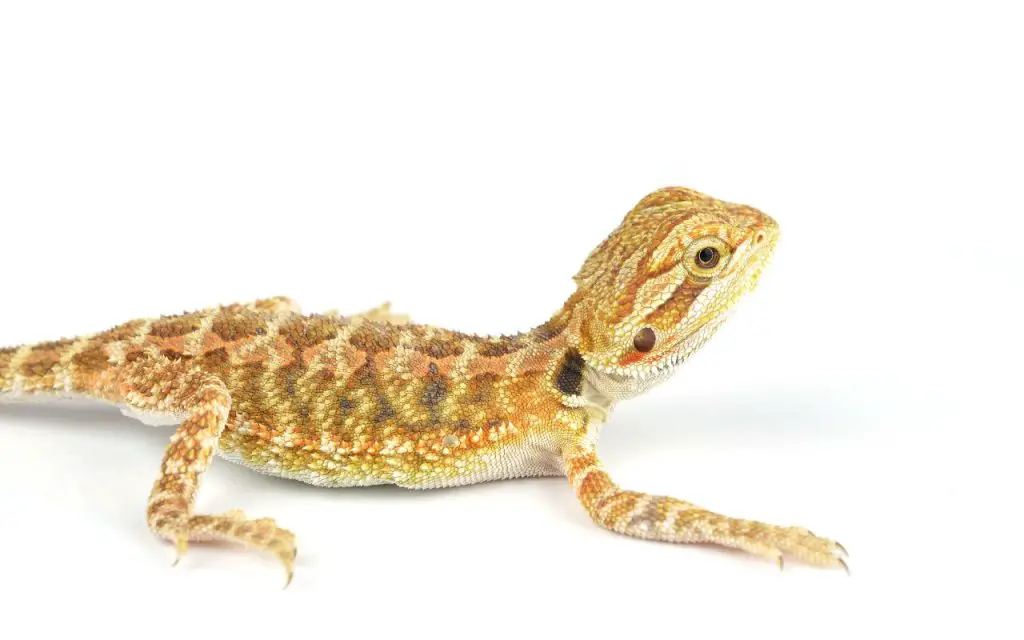can a bearded dragon eat spinach?