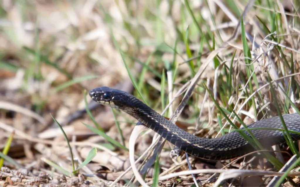 can garter snakes be black?