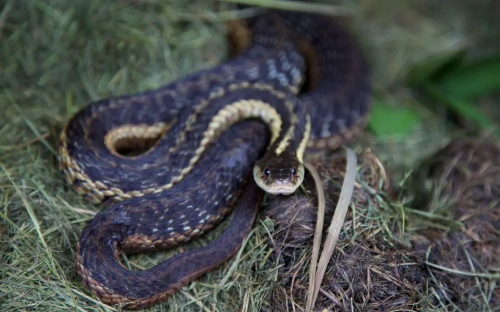 Can Garter Snakes be black?