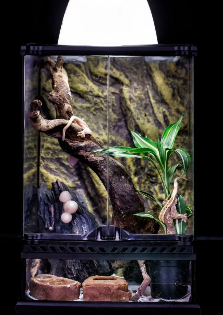 Crested Gecko Care: all the information you’ll ever need! – BALL PYTHON