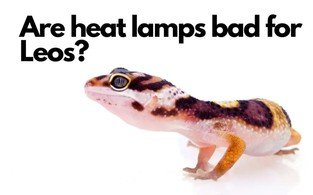 Are heat lamps bad for Leopard geckos?