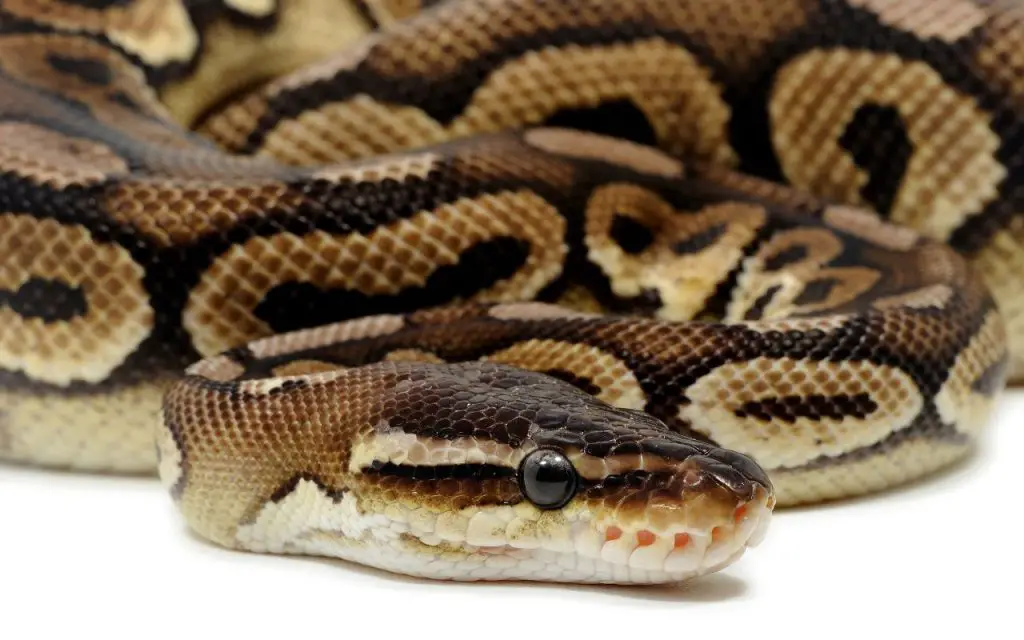 dehydration in Ball Pythons