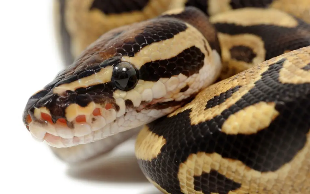 Ball Python regurgitating