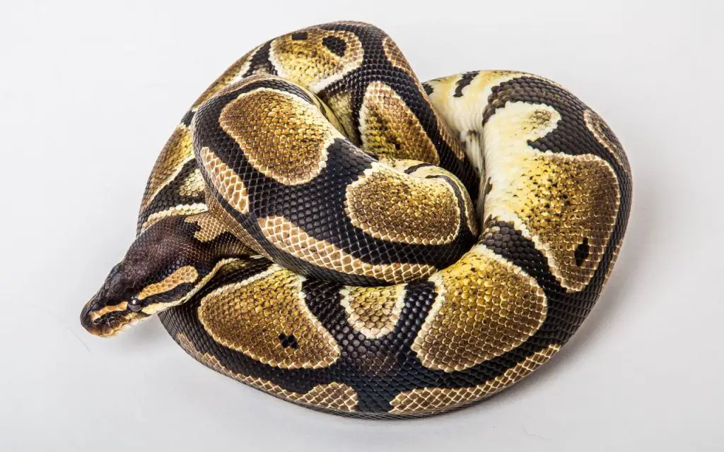 dehydration in Ball Pythons