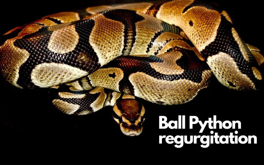 Ball Python regurgitating