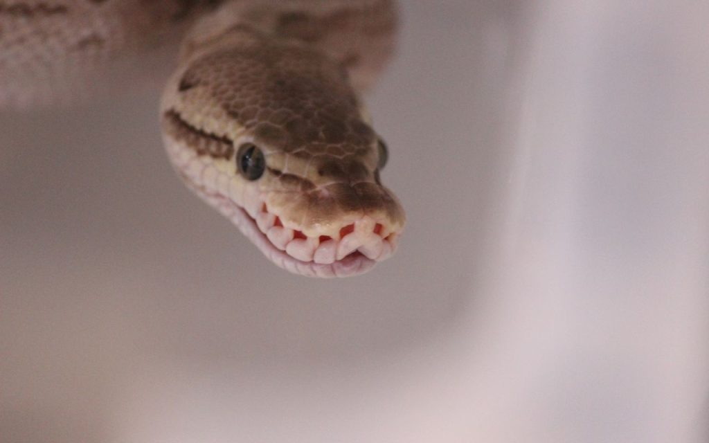 Ball Python mouth rot