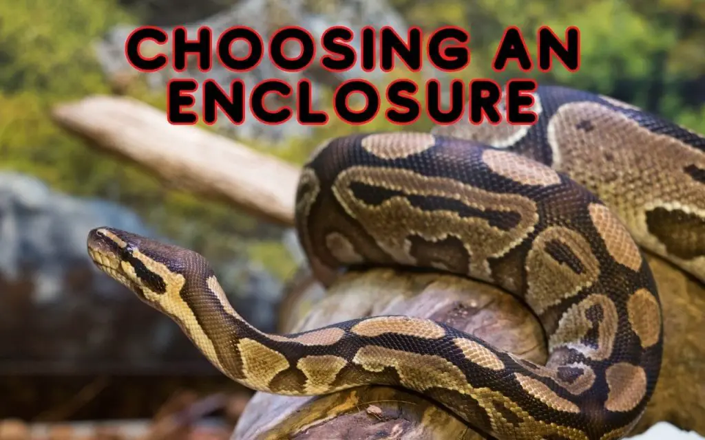 Choosing the right ball python enclosure