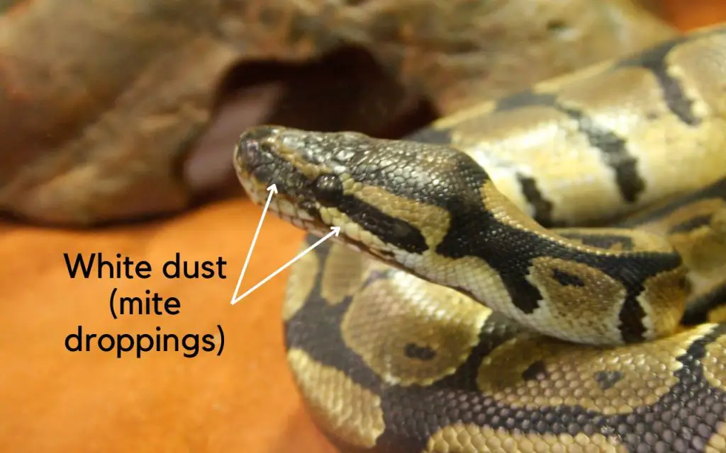 Ball Python Mites identification and treatment BALL PYTHON BREEDER UK